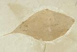 Fossil Leaf - Green River Formation, Utah #256824-1